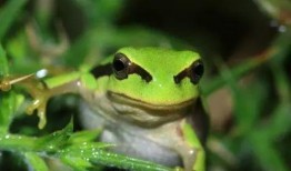 国产91小青蛙,探寻童年记忆中的欢乐精灵